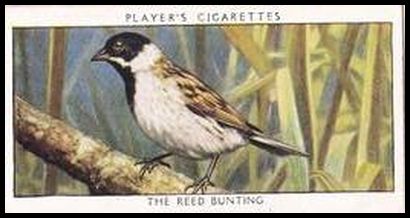 3 The Reed Bunting